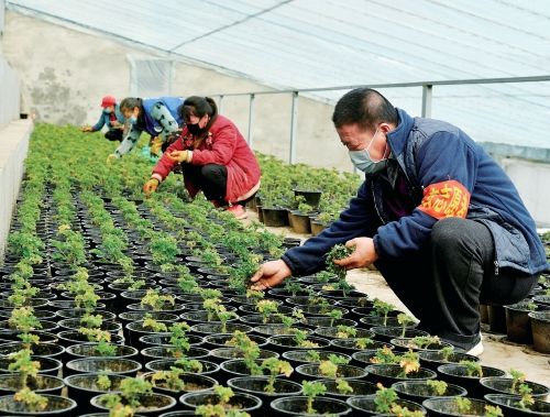 北京延庆区:香草产业园里育苗忙 北京延庆区:香草产业园里育苗忙