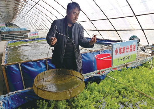 黑龙江 温室工厂化繁育小龙虾喜获成功