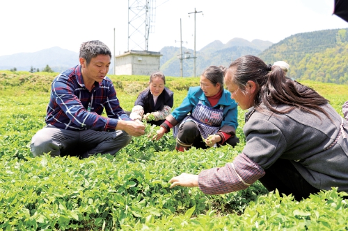 培养乡村振兴领军人才