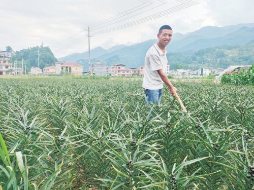 “湘”土农产品上行不犯难