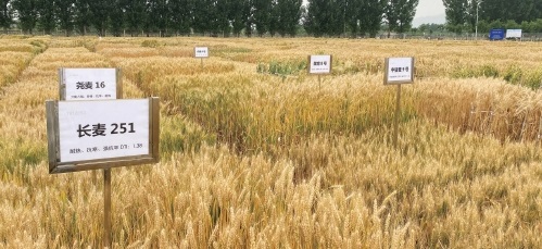 节水小麦：拧紧农业“水龙头”