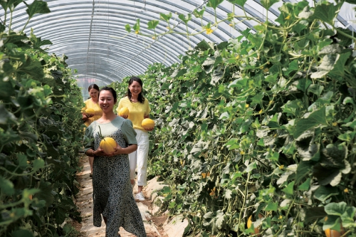 陕西农垦：果蔬产业向现代新格局迈进