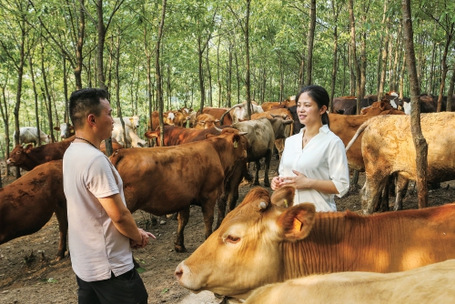河南省：优质草畜专项推动山区肉牛规模发展