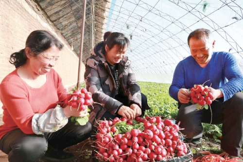 大草原上的致富“领头羊” 大草原上的致富“领头羊”