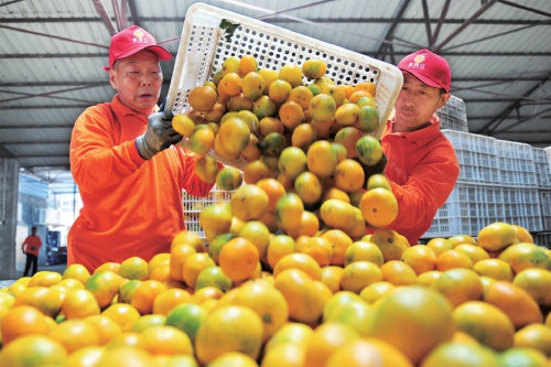 “宜昌蜜橘”热卖　北京新发地每天销售上百吨