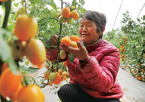 河南尉氏縣農(nóng)戶多種形式入股蔬菜種植扶貧基地
