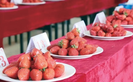 北京昌平第二届草莓节展望“莓”好未来