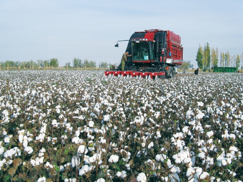 棉花保险为新疆棉业保驾护航