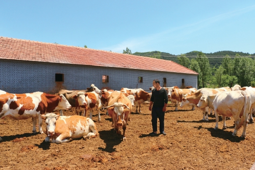 肉牛成为隆化县特色主导产业