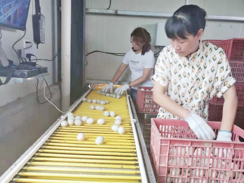 福建：整县推进畜禽粪污综合利用率超九成