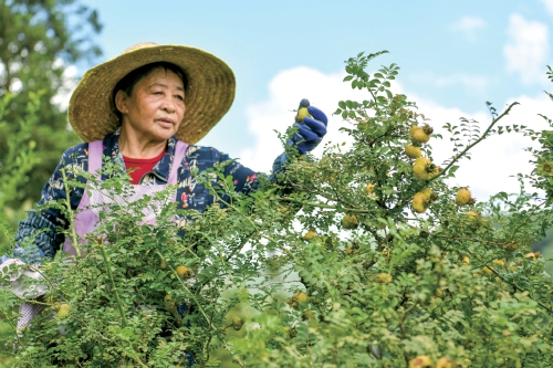 贵州龙里：小刺梨做成大产业