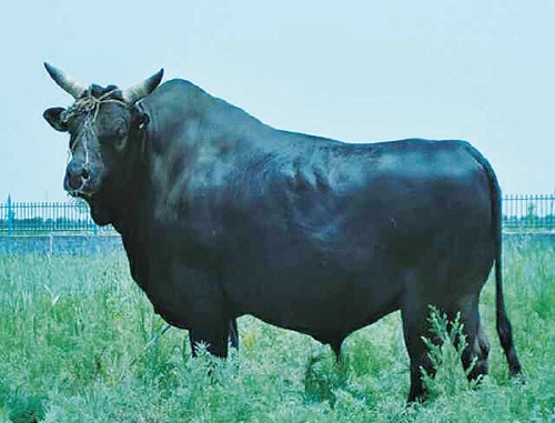 山东省滨州市无棣县华兴畜牧有限公司是一家集渤海黑牛