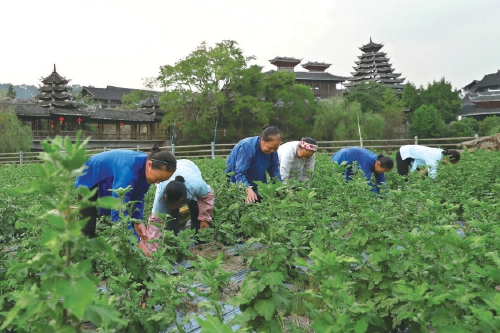 秋来菊意浓