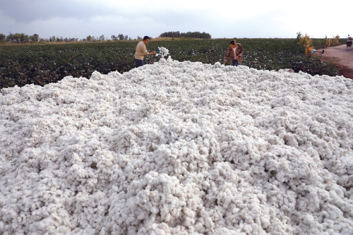 新疆阿拉尔垦区丰收棉花“朵絮归仓”