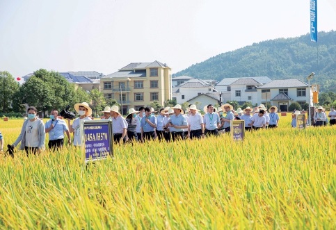 叫响“赣种”品牌　推动优质稻产业品牌化发展