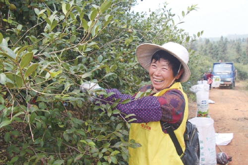 油茶豐收采摘忙