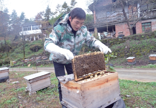 “小陈和蜜”带动乡亲致富