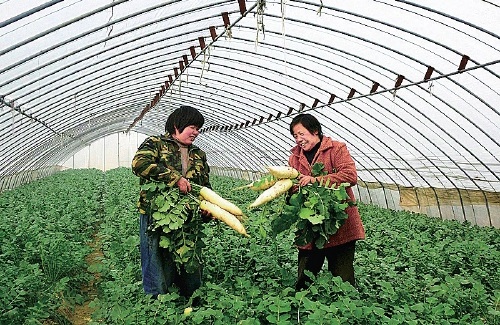 扶贫基地助脱贫户增收