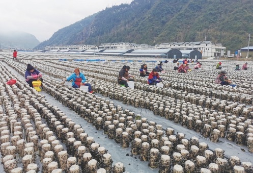 食用菌产业拓宽小康路