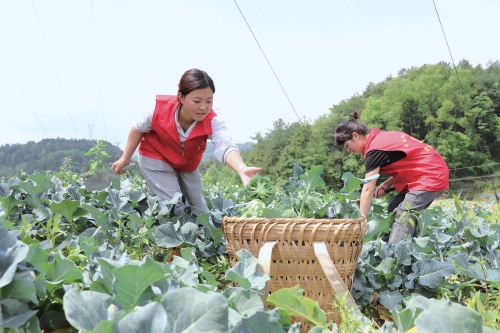 贵州开阳：西蓝花开富农家