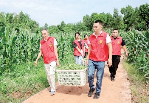 四川仁寿：志愿者助农采收蔬菜
