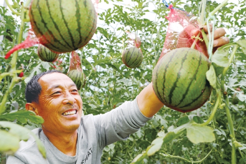 山東東營：“呂韻西瓜”喜獲豐收