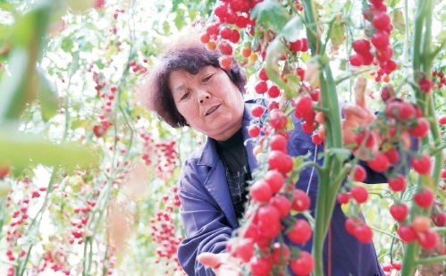 小小番茄种　种出大产业