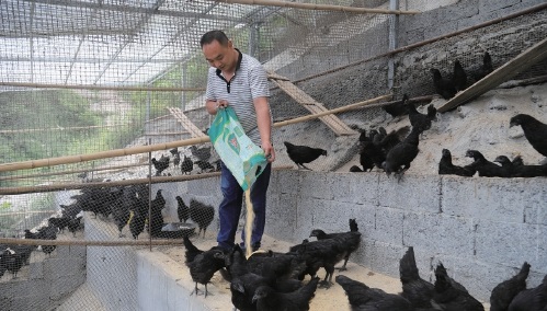 林下养殖“黑土鸡”因地制宜觅商机