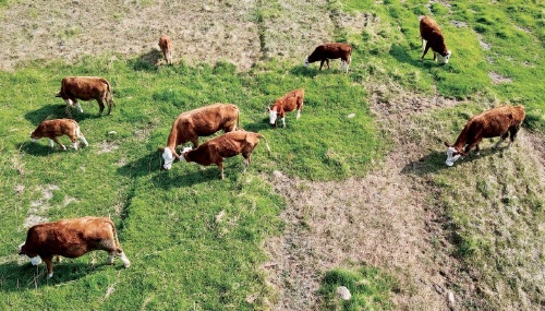 云南大理州　肉牛产业成为农民增收重要支柱产业