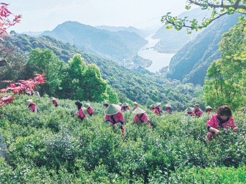有機茶種植帶動農民增收致富