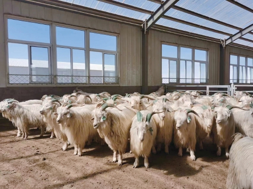 独特羊品种撑起优质羊绒产业