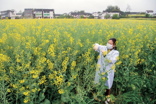 油菜——为中国油瓶子“加油”