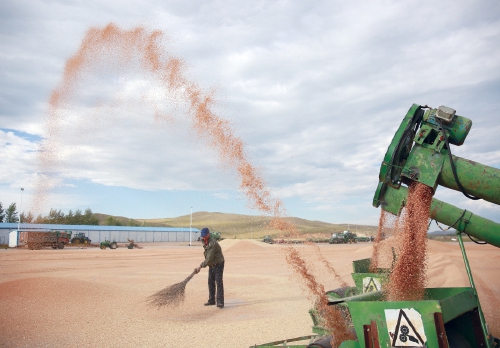 内蒙古呼伦贝尔农垦苏沁农牧场十余万亩小麦开镰收割
