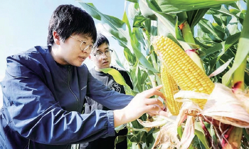 青岛农业大学：科技小院引灌兴农活水
