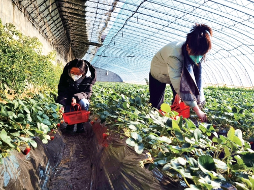 京郊草莓采摘忙