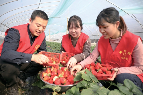 草莓工坊来了“红马甲”