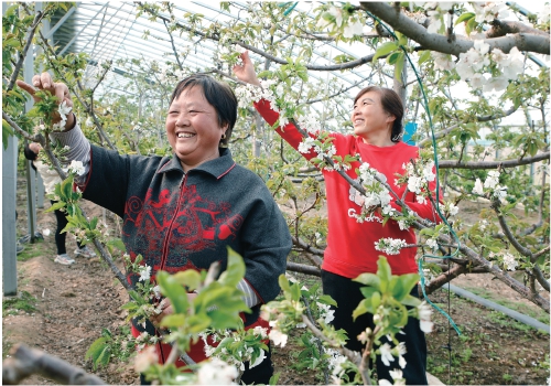 河南尉氏：樱桃花开春意浓