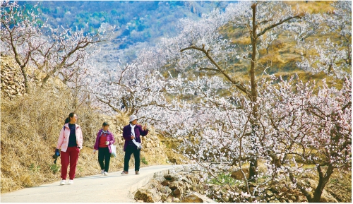 北京市平谷区万亩杏花迎春开