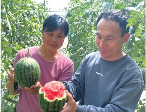天津：桑梓西瓜为“甜蜜产业”增添地道风味