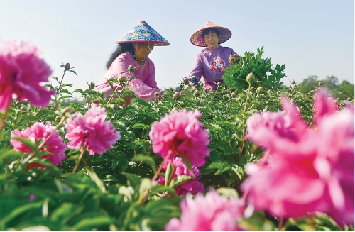 河南洛阳：特色“花经济”助推农旅融合