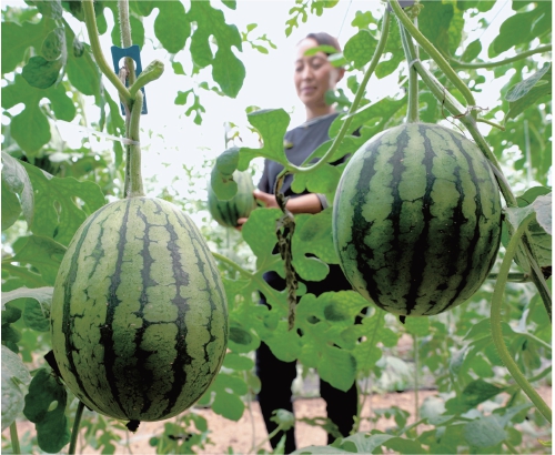 河北柏乡：特色种植助力乡村振兴