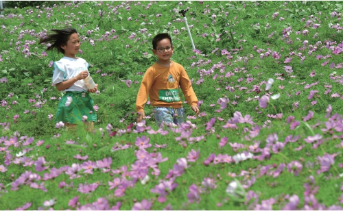 格桑花开引客来