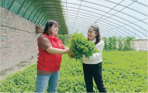 采收蔬菜助农增收