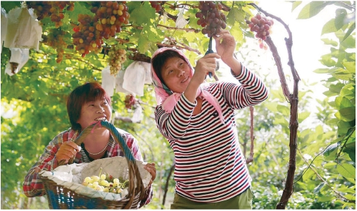 大泽山葡萄全国“圈粉”靠的啥？