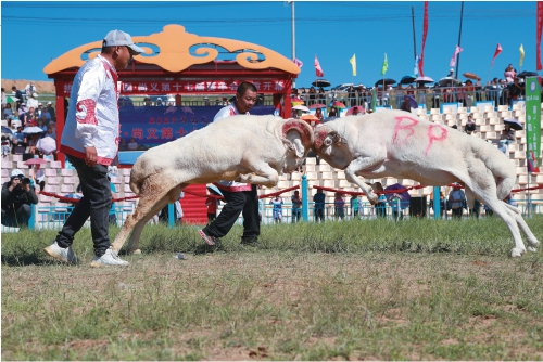 河北尚义县：举办“赛羊会”主题文化旅游节