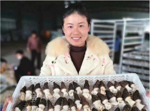 圖為金鄉縣晨雨食用菌合作社負責人周晴晴正在展示引種成功的羊肚菌.