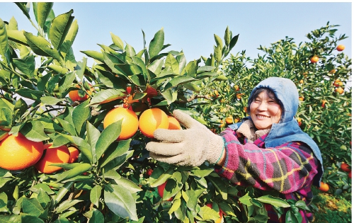 “中华名果”奉节脐橙开园上市