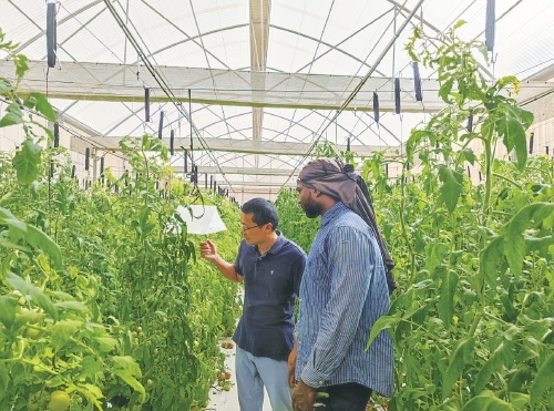 中国—FAO—佛得角南南合作项目取得阶段性成果