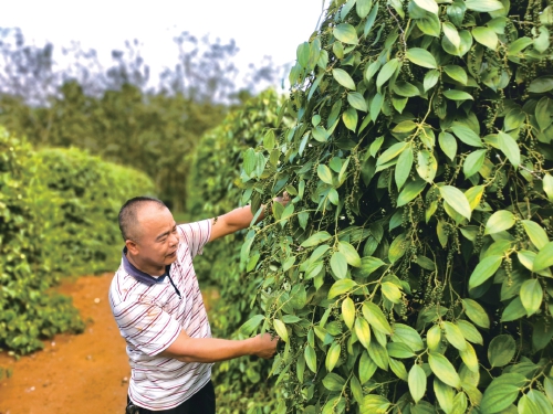 小胡椒　大产业