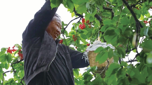 樱桃丰收上市　果农收获“甜蜜”